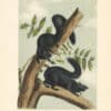 Audubon Bowen Octavo Pl. 34, Black Squirrel
