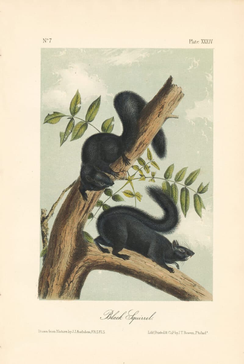 Audubon Bowen Octavo Pl. 34, Black Squirrel