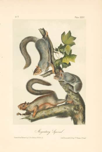 Audubon Bowen Octavo Pl. 35, Migratory Squirrel