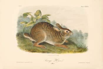 Audubon Bowen Octavo Pl. 37, Swamp Hare