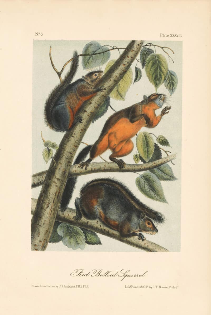 Audubon Bowen Octavo Pl. 38, Red - Bellied Squirrel
