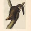 Audubon Bowen Octavo Pl. 41, Pennant's Marten or Fisher
