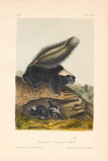 Audubon Bowen Octavo Pl. 42, Common American Skunk