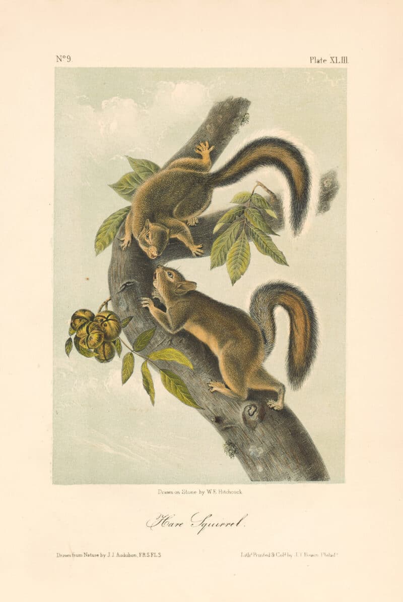 Audubon Bowen Octavo Pl. 43, Hare Squirrel