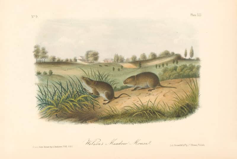 Audubon Bowen Octavo Pl. 45, Wilson's Meadow Mouse