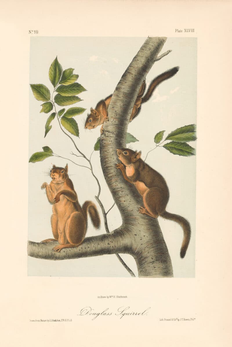 Audubon Bowen Octavo Pl. 48, Douglass Squirrel