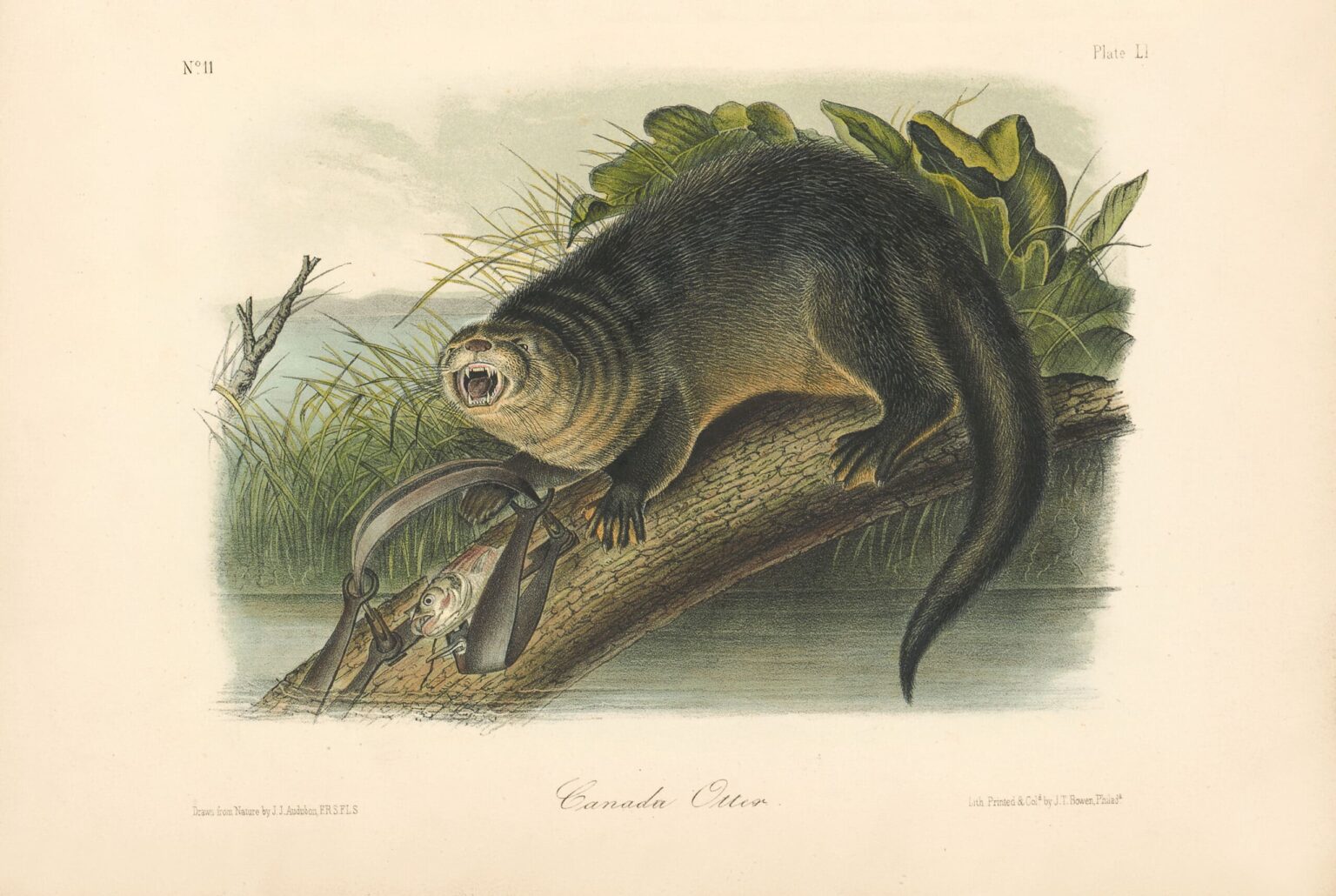 Audubon Bowen Octavo Pl. 51, Canada Otter