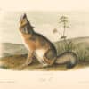 Audubon Bowen Octavo Pl. 52, Swift Fox