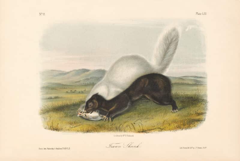 Audubon Bowen Octavo Pl. 53, Texan Skunk