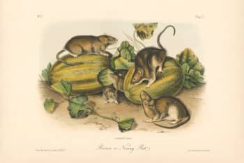 Audubon Bowen Octavo Pl. 54, Brown or Norway Rat