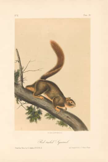 Audubon Bowen Octavo Pl. 55, Red-tailed Squirrel