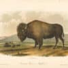 Audubon Bowen Octavo Pl. 56, American Bison or Buffalo