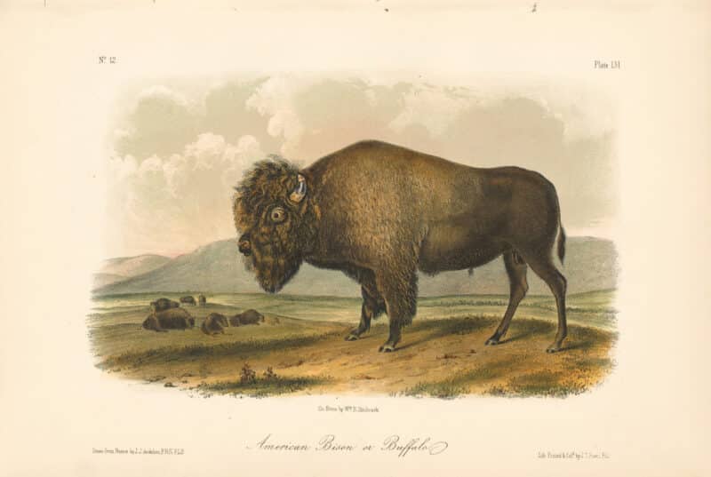 Audubon Bowen Octavo Pl. 56, American Bison or Buffalo