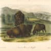 Audubon Bowen Octavo Pl. 57, American Bison or Buffalo, Female and Young
