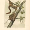 Audubon Bowen Octavo Pl. 58, Orange-bellied Squirrel