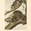 Audubon Bowen Octavo Pl. 61, Raccoon