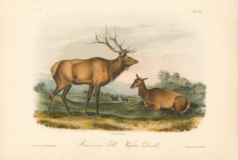 Audubon Bowen Octavo Pl. 62, American Elk - Wapiti Deer