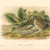 Audubon Bowen Octavo Pl. 63, Black-tailed Hare