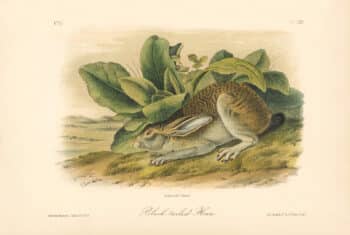 Audubon Bowen Octavo Pl. 63, Black-tailed Hare