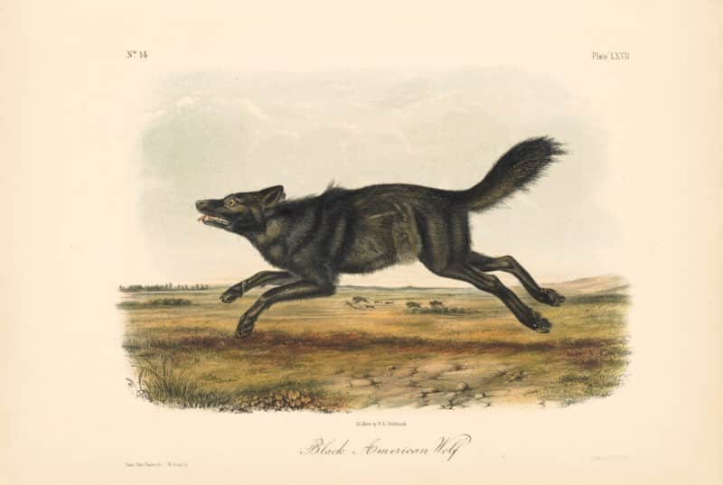 Audubon Bowen Octavo Pl. 67, Black American Wolf