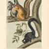 Audubon Bowen Octavo Pl. 68, Fox Squirrel