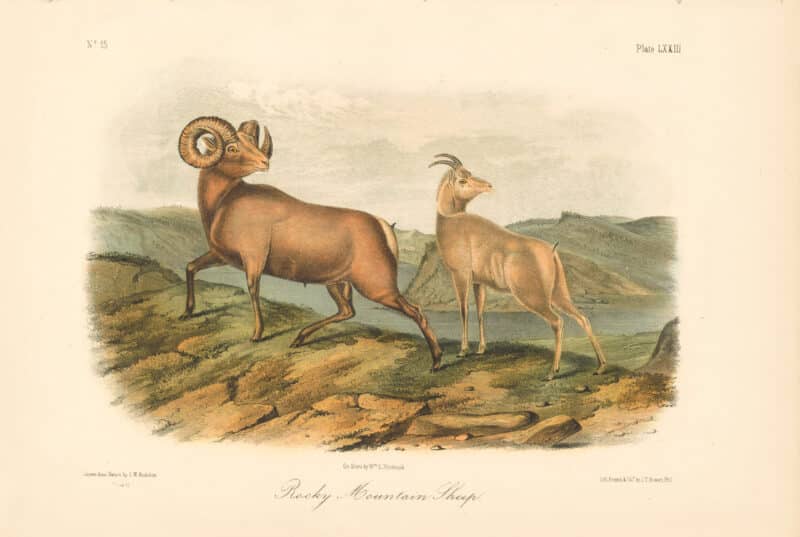 Audubon Bowen Octavo Pl. 73, Rocky Mountain Sheep