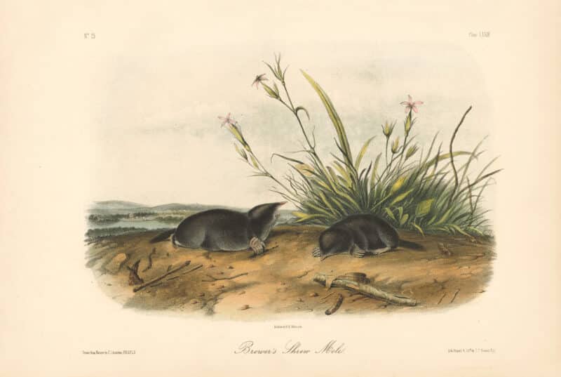 Audubon Bowen Octavo Pl. 74, Brewer's Shrew Mole