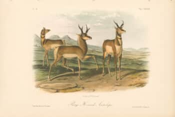 Audubon Bowen Octavo Pl. 77, Prong - Horned Antelope