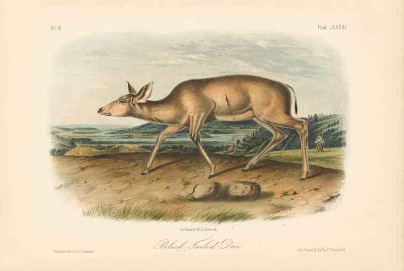 Audubon Bowen Octavo Pl. 78, Black-tailed Deer