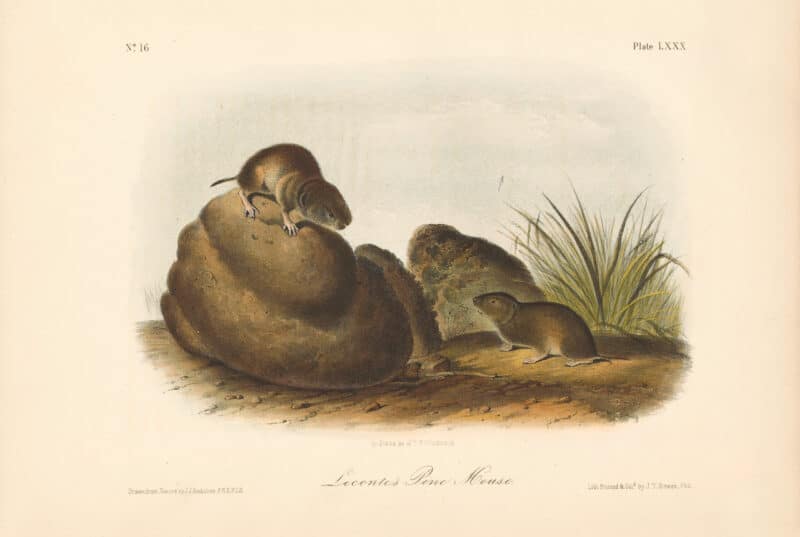 Audubon Bowen Octavo Pl. 80, Leconte's Pine Mouse