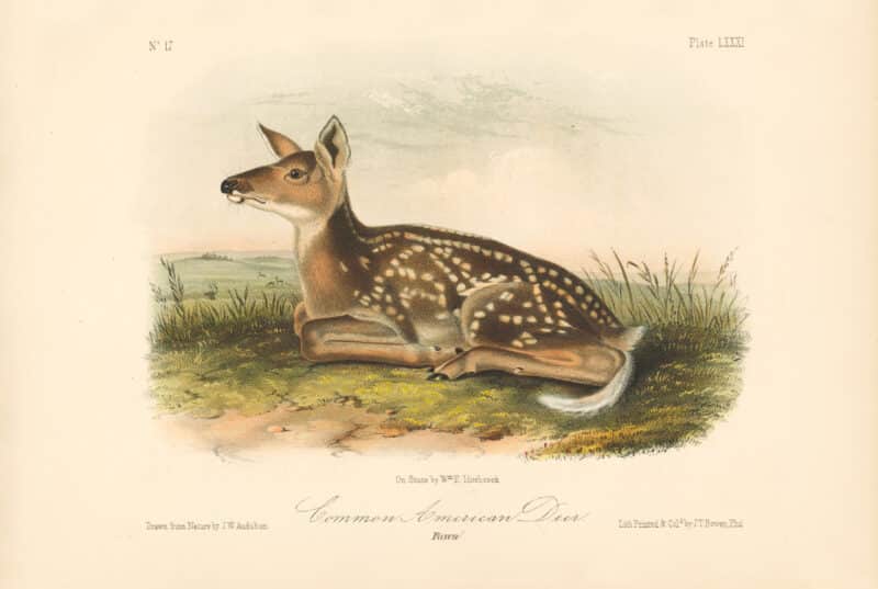 Audubon Bowen Octavo Pl. 81, Common American Deer