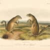 Audubon Bowen Octavo Pl. 84, Franklin's Marmot Squirrel