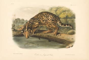Audubon Bowen Octavo Pl. 86, Ocelot or Leopard - Cat