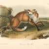 Audubon Bowen Octavo Pl. 87, American Red - Fox