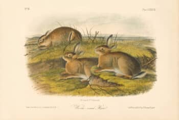 Audubon Bowen Octavo Pl. 88, Worm-wood Hare