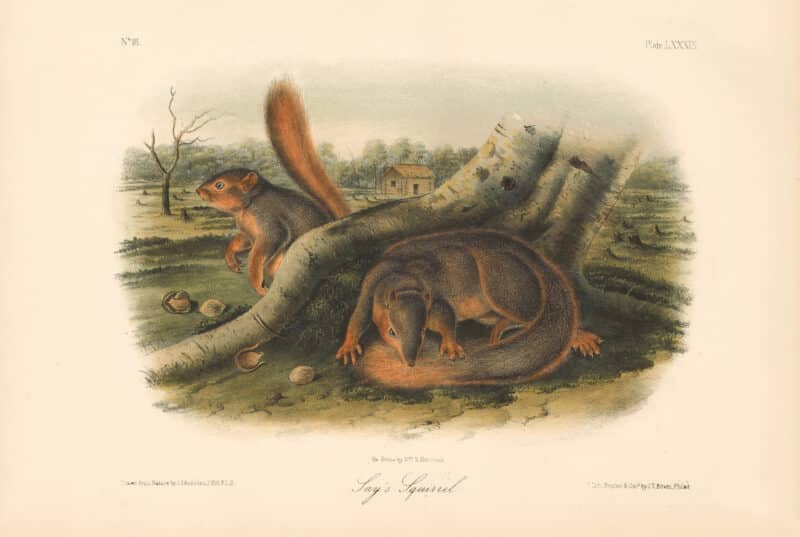 Audubon Bowen Octavo Pl. 89, Say's Squirrel
