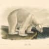 Audubon Bowen Octavo Pl. 91, Polar Bear