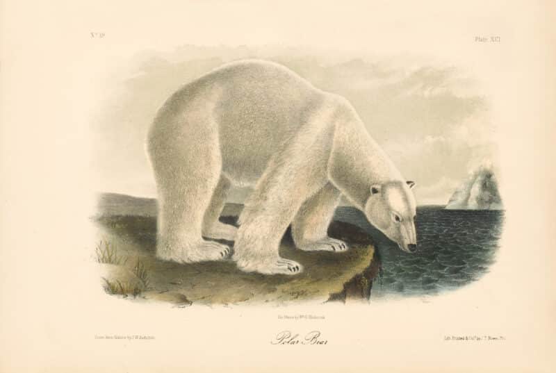 Audubon Bowen Octavo Pl. 91, Polar Bear