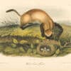 Audubon Bowen Octavo Pl. 93, Black Footed Ferret