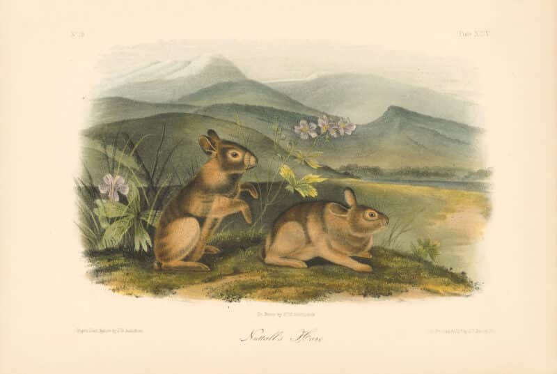 Audubon Bowen Octavo Pl. 94, Nuttall's Hare