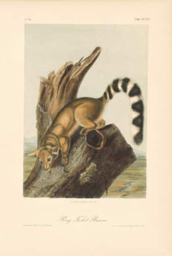 Audubon Bowen Octavo Pl. 98, Ring - Tailed Bassaris