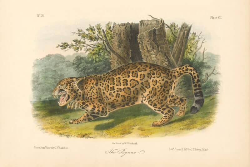 Audubon Bowen Octavo Pl. 101, The Jaguar