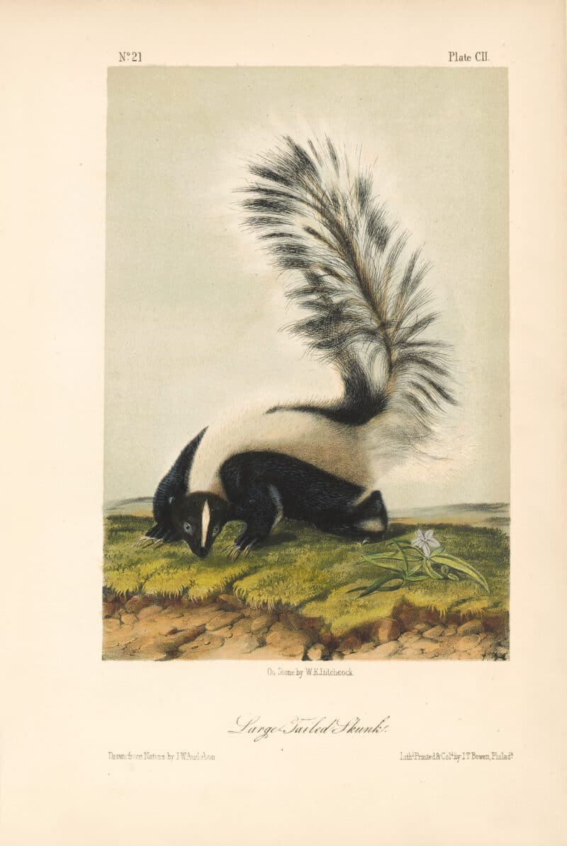 Audubon Bowen Octavo Pl. 102, Large - Tailed Skunk