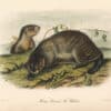 Audubon Bowen Octavo Pl. 103, Hoary Marmot - The Whistler