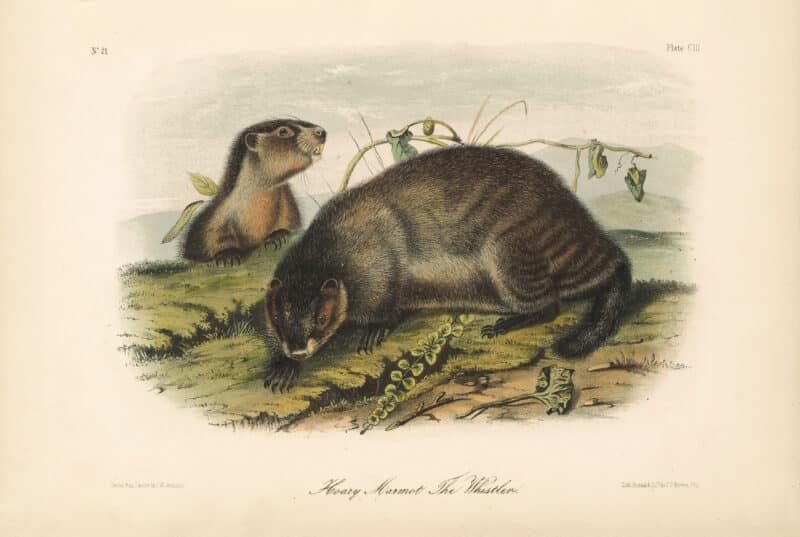 Audubon Bowen Octavo Pl. 103, Hoary Marmot - The Whistler