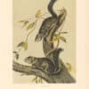 Audubon Bowen Octavo Pl. 104, Collies Squirrel