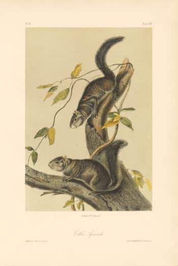Audubon Bowen Octavo Pl. 104, Collies Squirrel