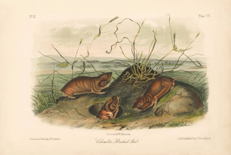 Audubon Bowen Octavo Pl. 105, Columbia - Pouched Rat