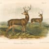 Audubon Bowen Octavo Pl. 106, Columbian Black - Tailed Deer