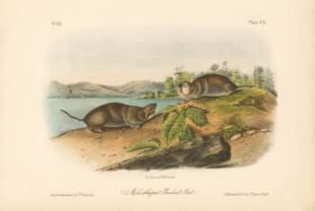 Audubon Bowen Octavo Pl. 110, Mole - Shaped Pouched Rat